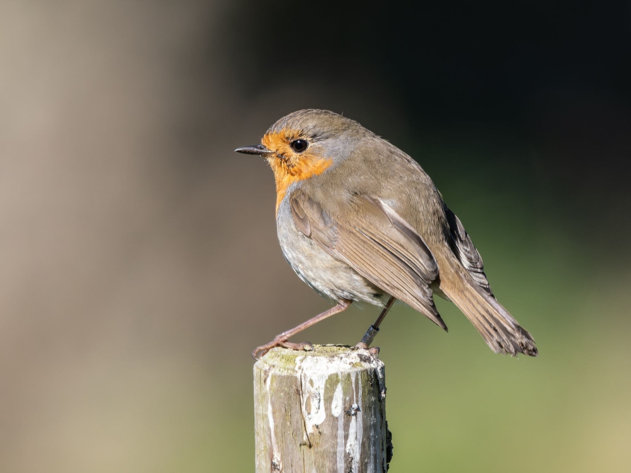 316 260424 1031 H  1HR0292 DxO DeepPRIME 3